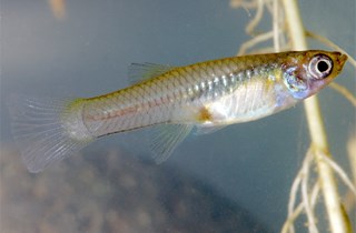 Gambusia (mosquito fish)